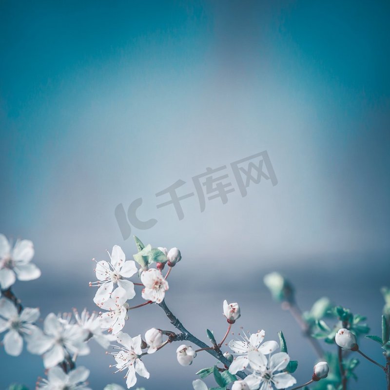 春天的背景是白色的樱花，蓝色的背景，文字的地方，春天的花朵边框。图片
