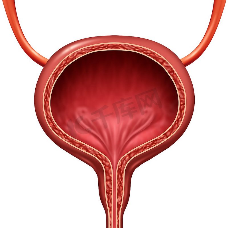人体膀胱解剖器官概念作为人体解剖的3D插图。图片