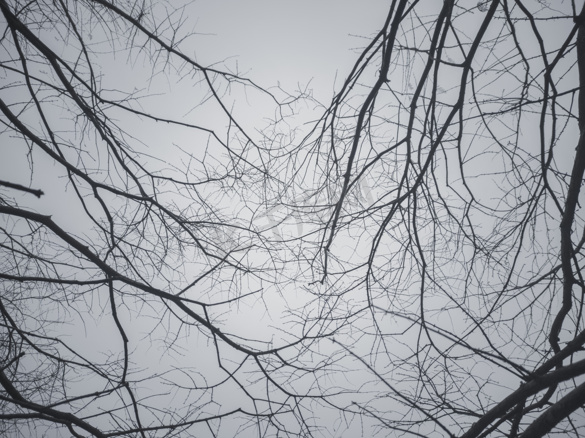树枝枯枝剪影黑白图片