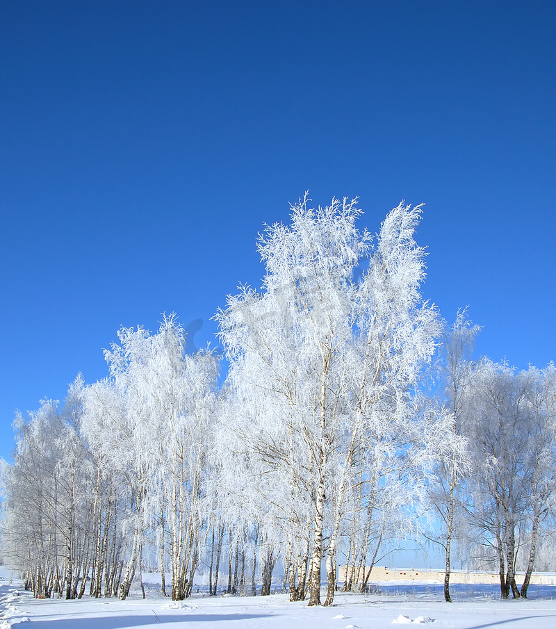 寒冷的冬日、美丽的霜和树上的雾凇图片