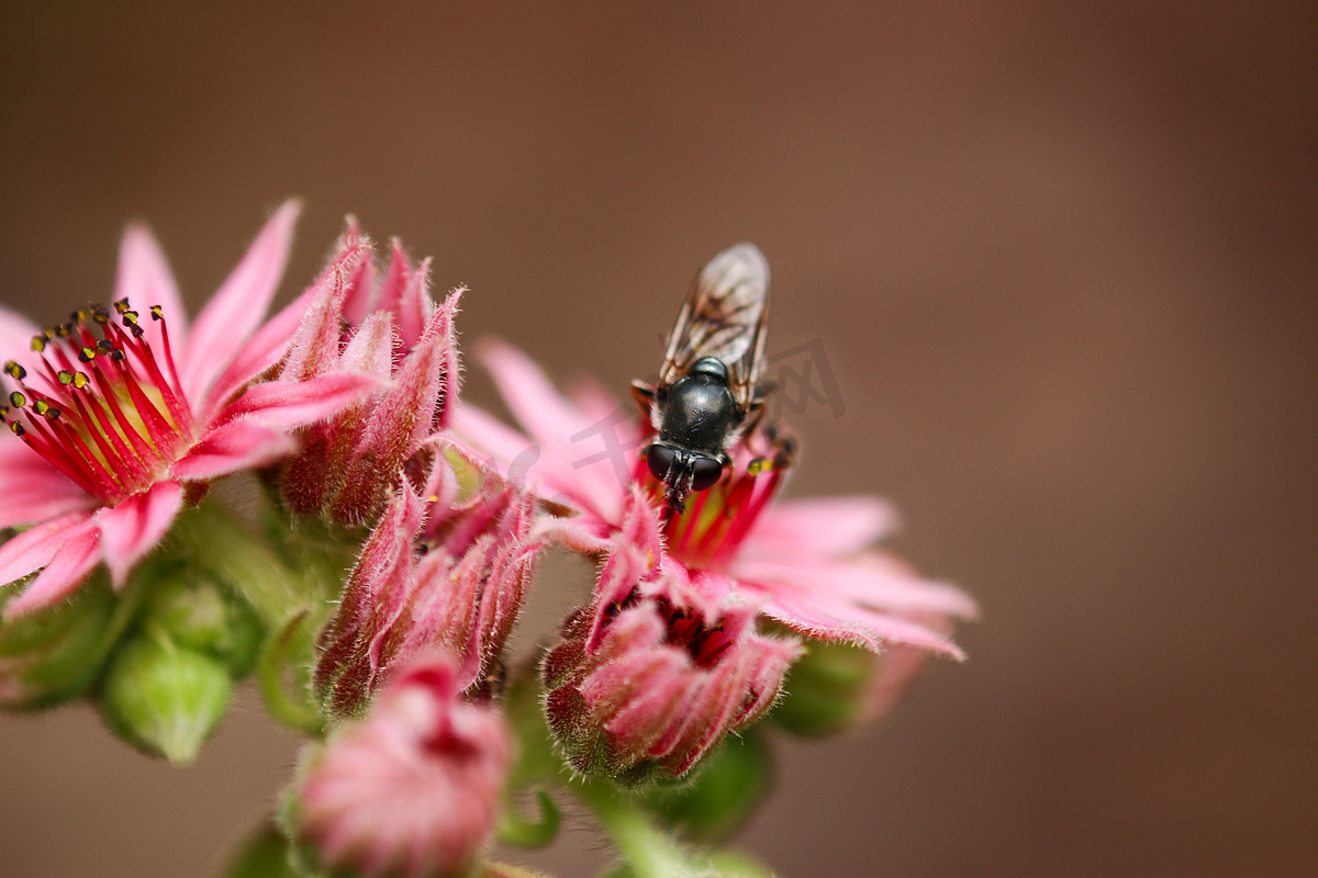 蜜蜂坐在普通 houseleek 花上的特写镜头图片