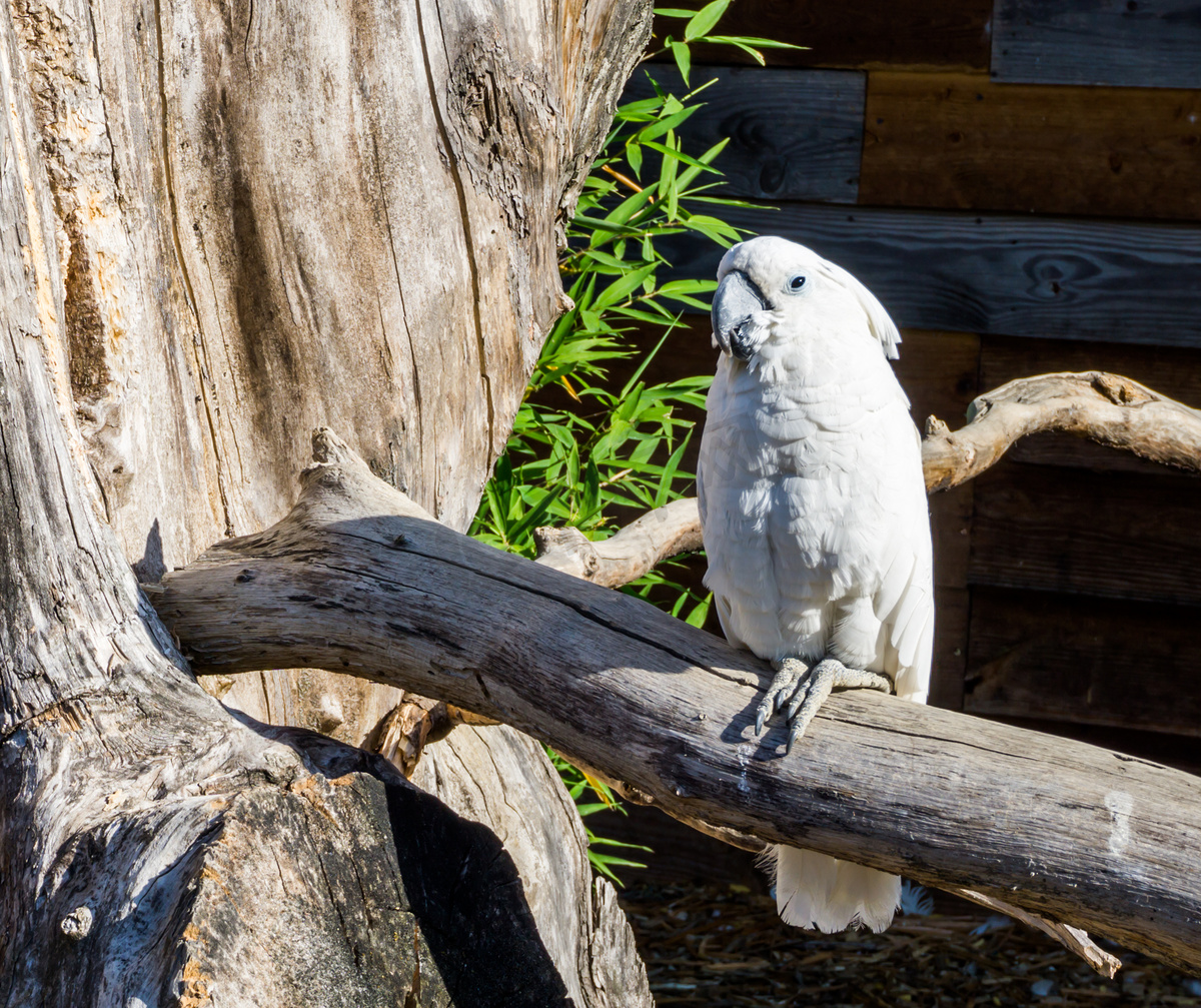 白凤头鹦鹉坐在树枝上，这是来自印度尼西亚的热带宠物图片