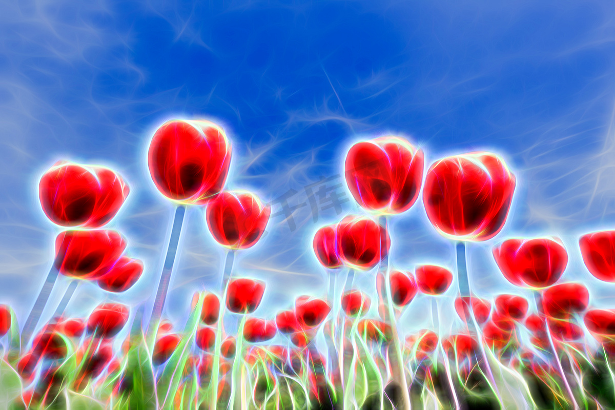 蓝天红郁金香群的光效图片