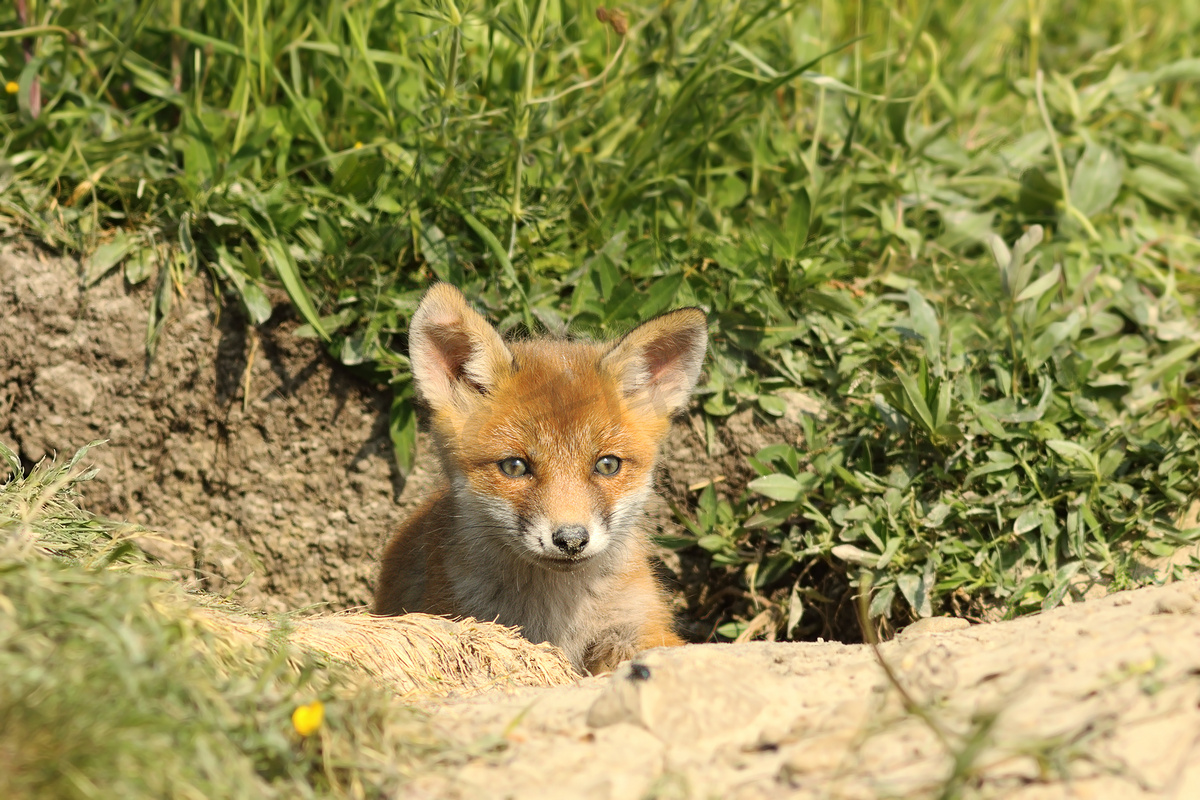 巢穴门口可爱的狐狸崽图片