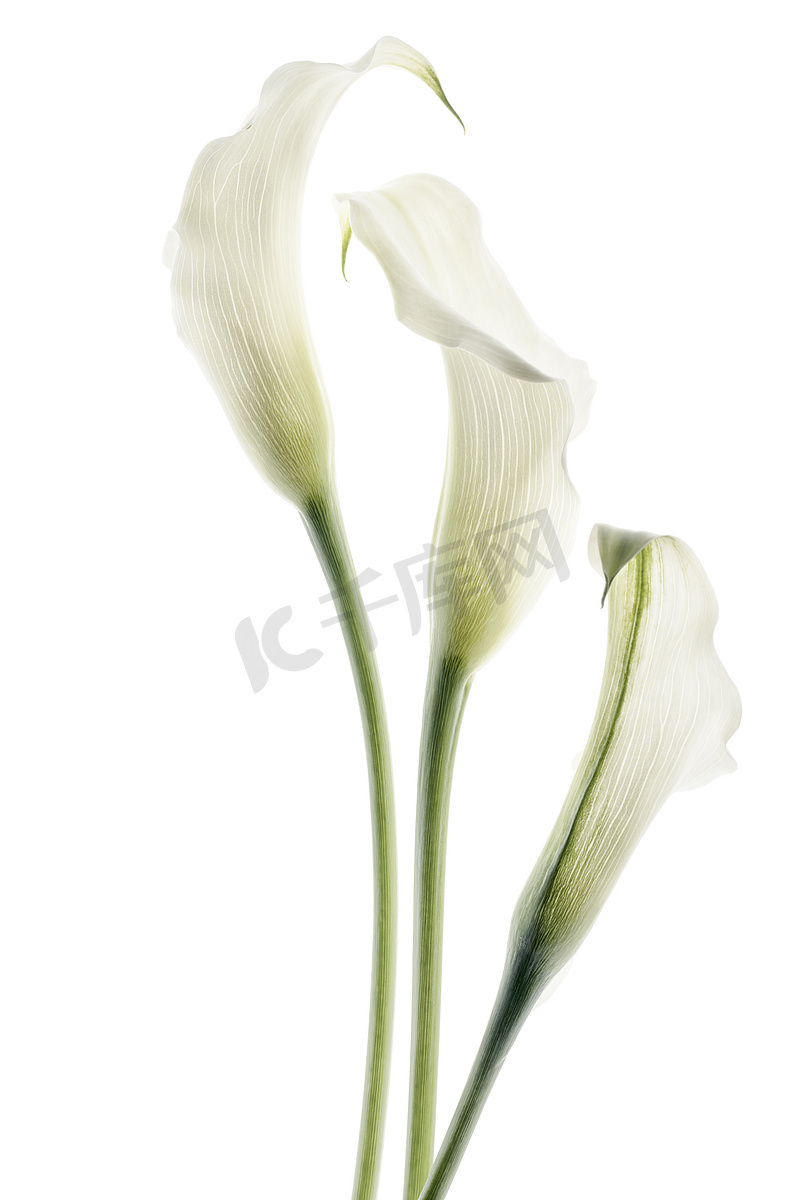 孤立在白色背景上的美丽马蹄莲花图片