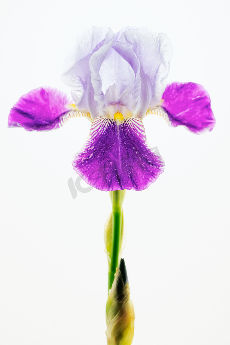 紫罗兰盛世图片