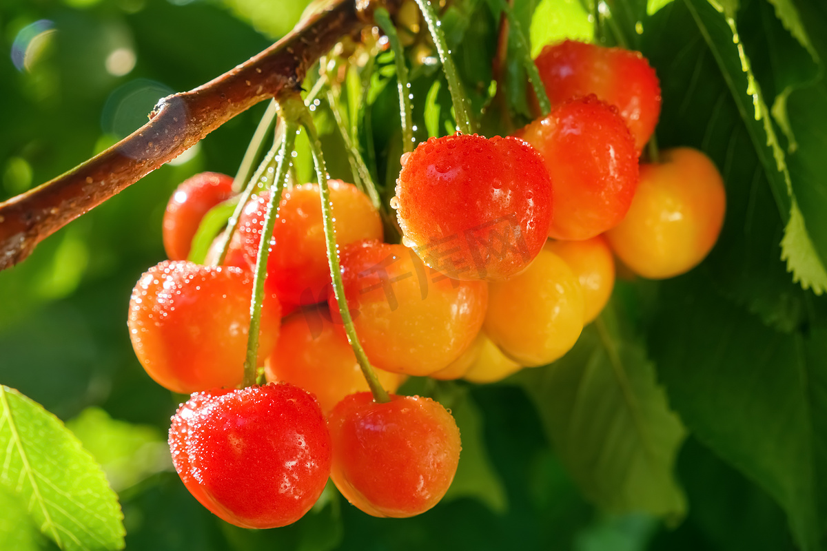 雷尼尔樱桃收获园种植果枝甜樱桃果挂浆果树。图片