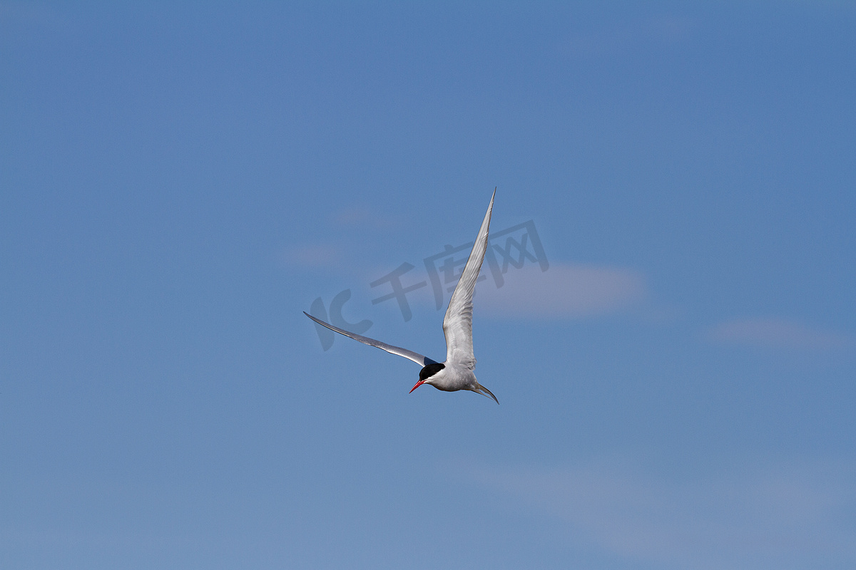 飞行中的北极燕鸥展开翅膀，背景是蓝天图片
