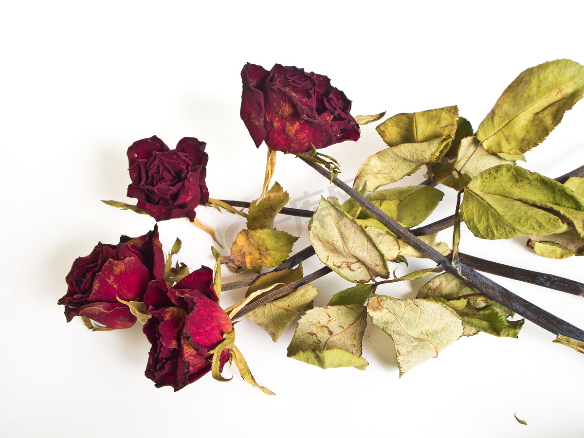 枯萎的玫瑰花瓣和叶子图片