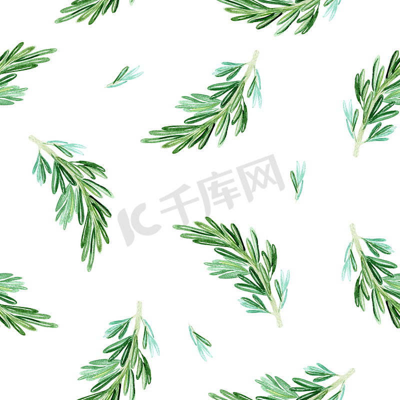 白色背景上的绿色迷迭香树枝水彩无缝图案图片