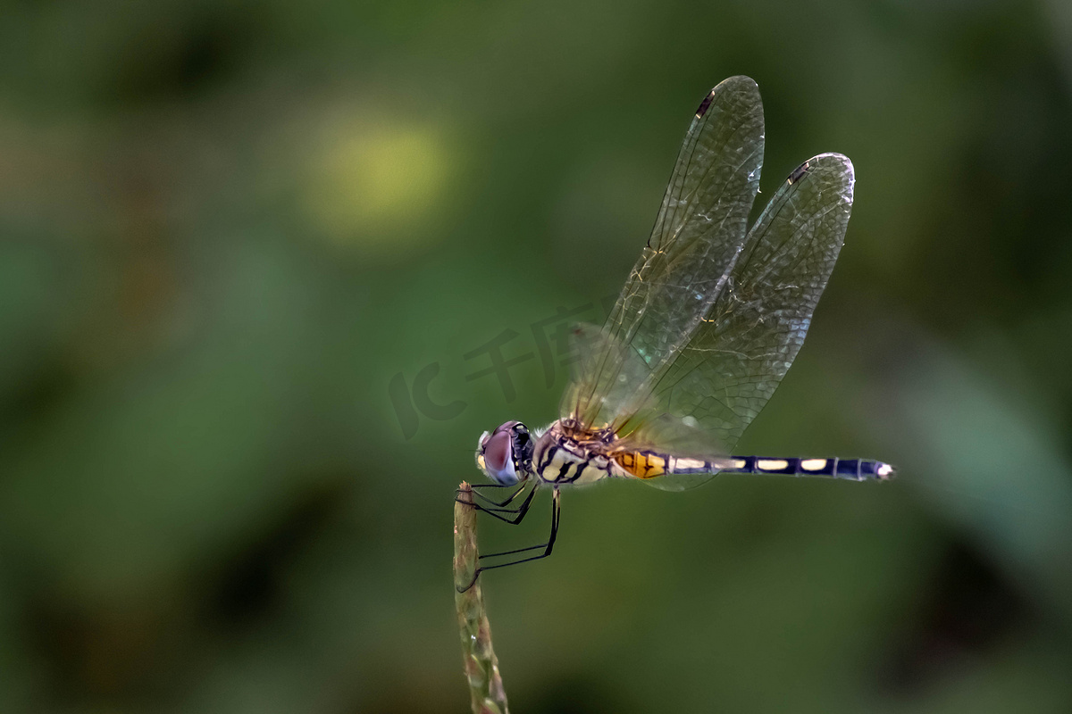 蜻蜓美丽的色彩面在夏季环境自然场模糊绿色背景下植物长尾半透明翅膀野生动物上特写宏观小昆虫动物图片
