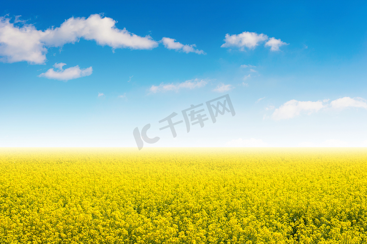 黄色的花朵和蓝天的田野。图片