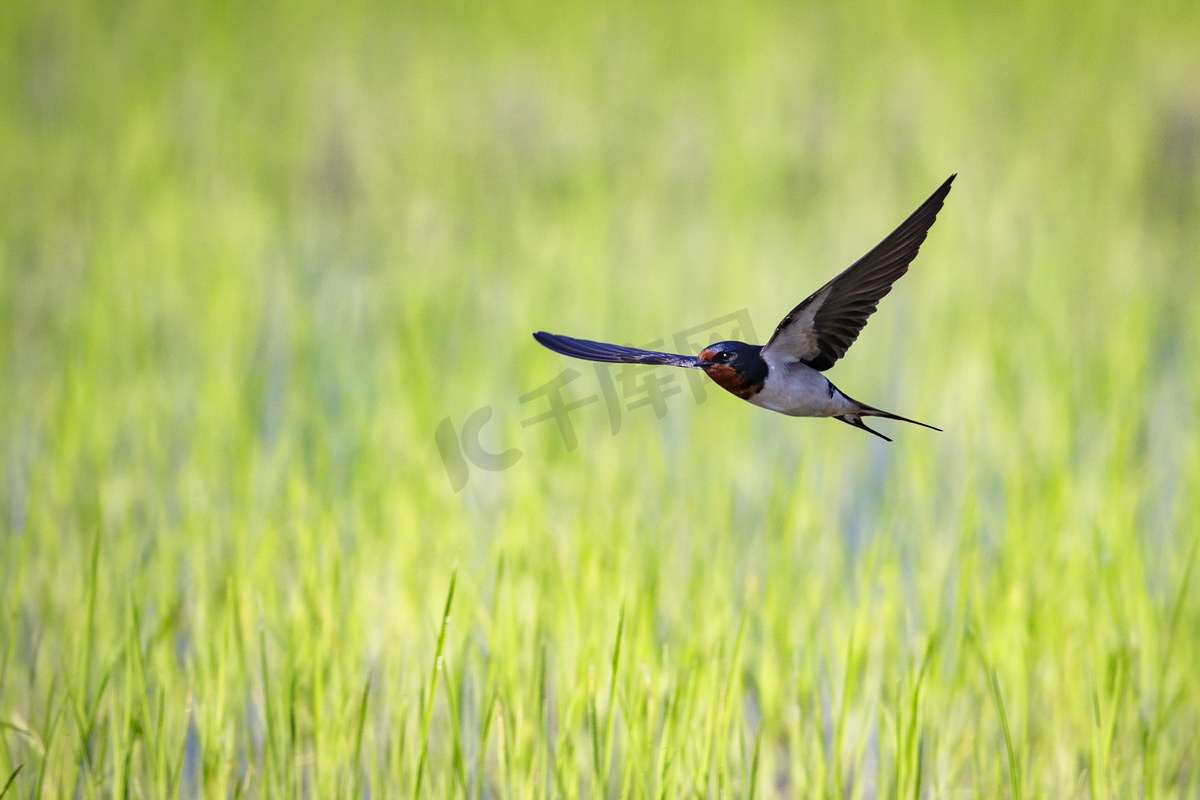 家燕在自然背景下在田野中央飞翔的图像。图片