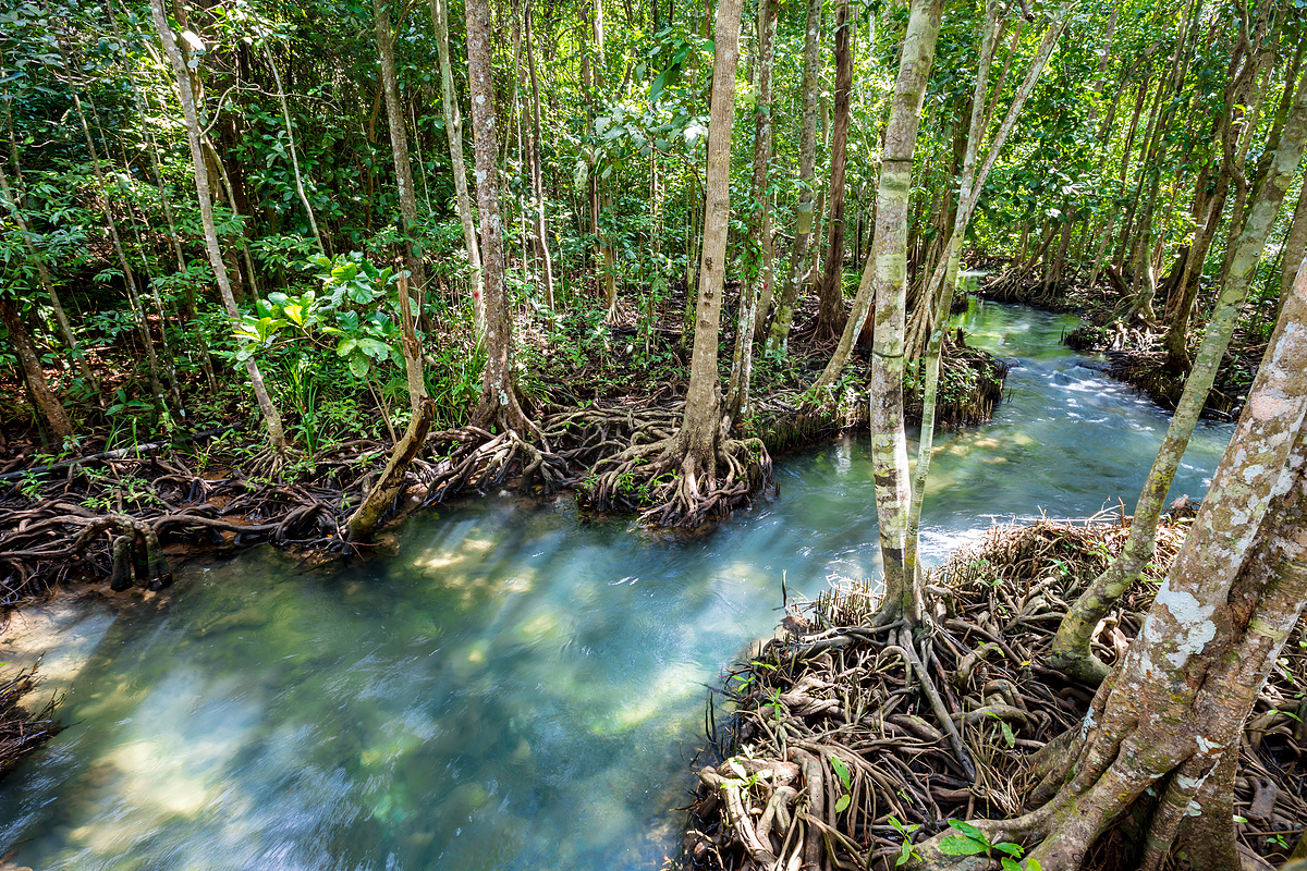 泰国 Klong Song Nam 沼泽森林和流水中的热带树根或 Tha pom 红树林。图片
