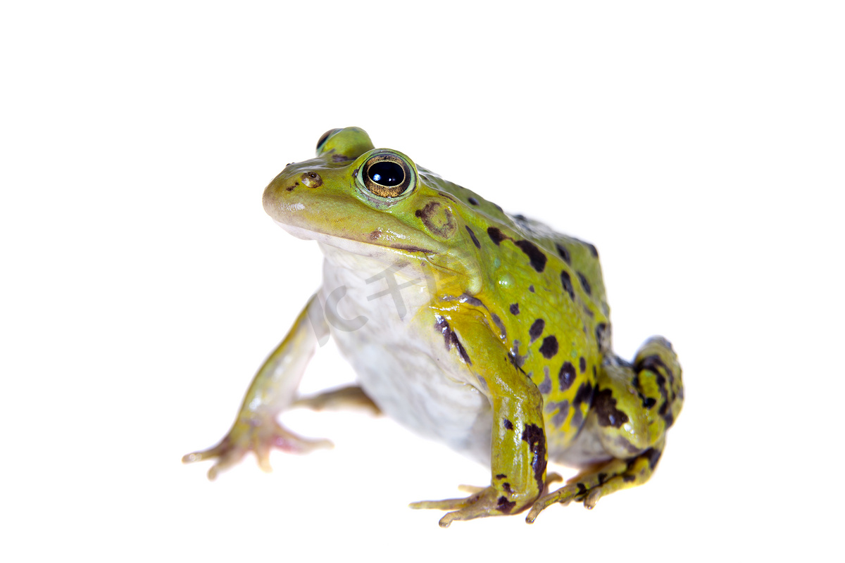 白色的绿池青蛙，Pelophylax Lessonae图片
