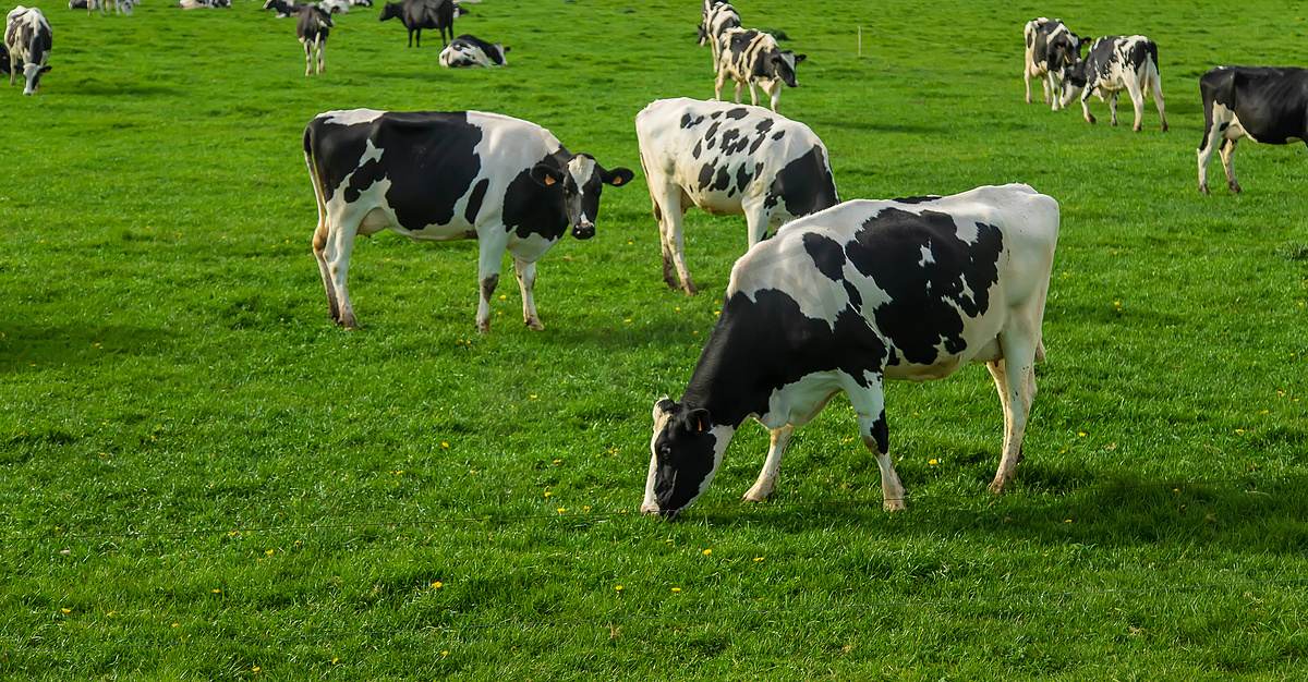 奶牛在牧场上吃草。图片