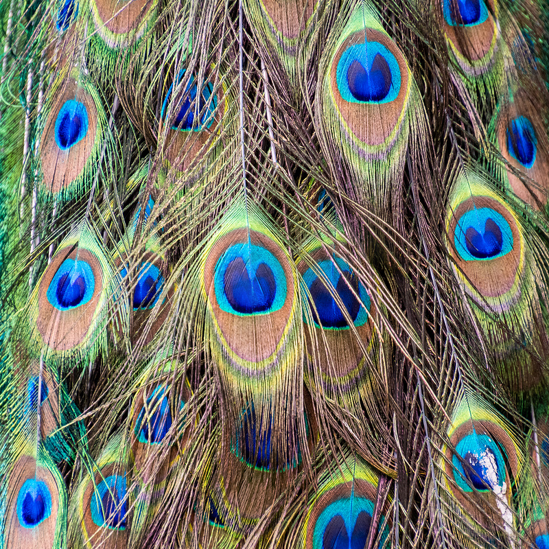 孔雀孔雀尾羽眼纹蓝金绿图片