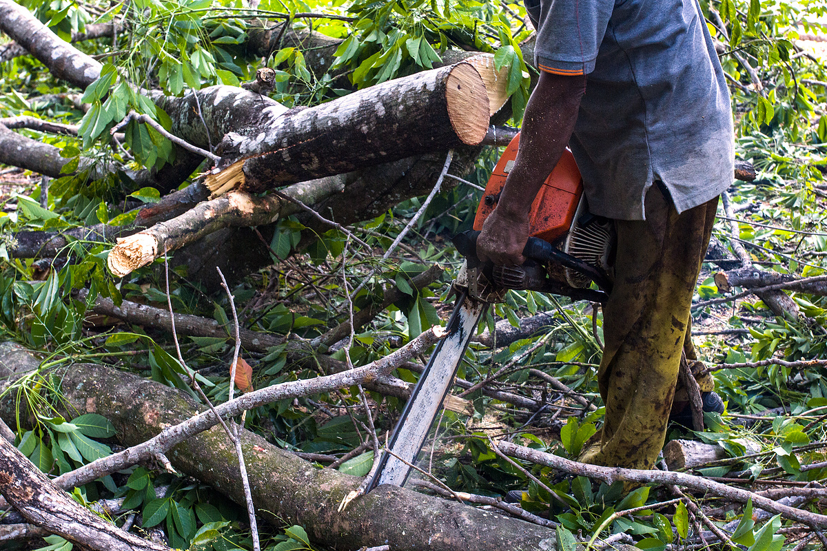 男子使用电链锯和专业人士砍树图片