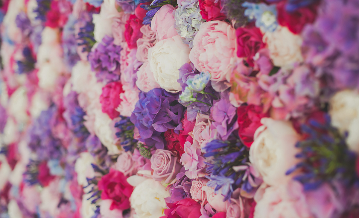 美丽的红紫色紫色花、 玫瑰、 郁金香、 新闻墙、 背景墙图片