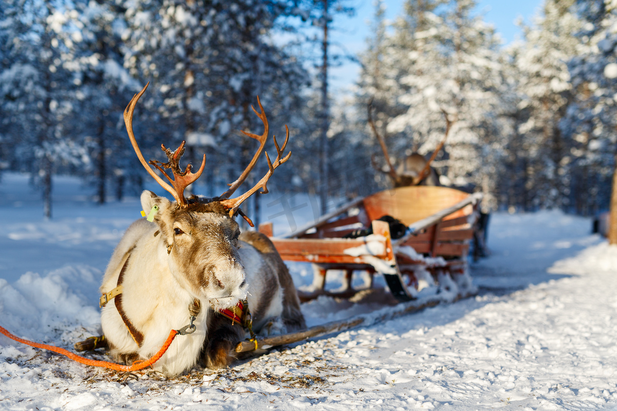 驯鹿的 safari 在芬兰图片