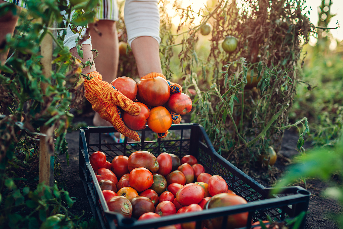 女农民把西红柿放在生态农场的盒子里。收集秋季蔬菜作物。农业、园艺图片