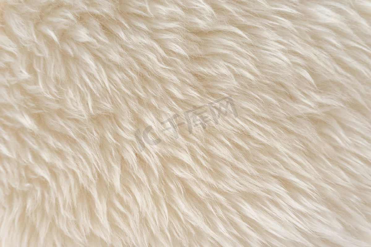 动物白色羊毛质感，米色绒毛背景，浅色自然毛，特写图片