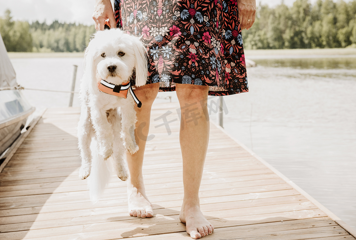 在芬兰奥里维西的湖边码头上一名女子背着一只穿着救生衣的乌尔顿狗图片