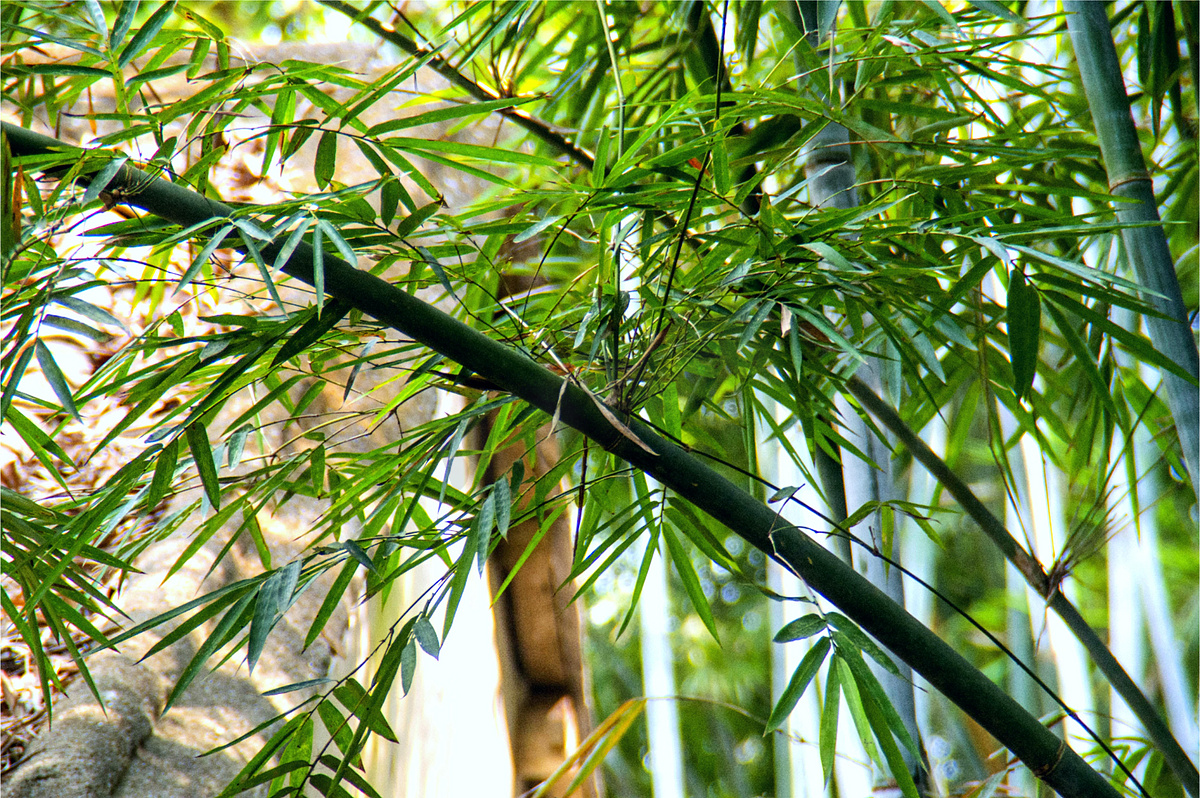 茂密的竹子竹林高清图片图片