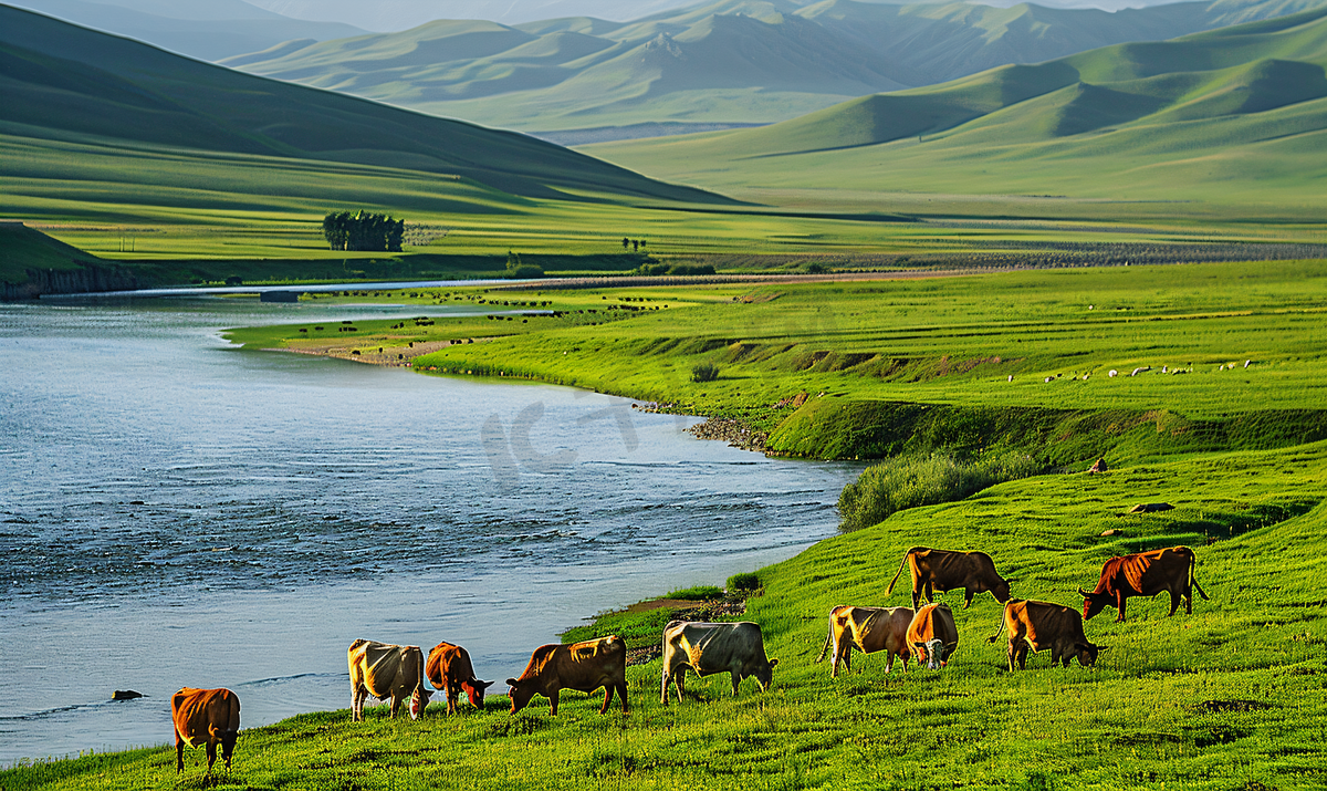 呼伦贝尔草原河边的牛群自然风光图片