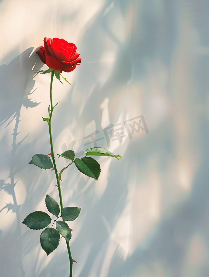 ins风格七夕情人节红玫瑰背景素材图片