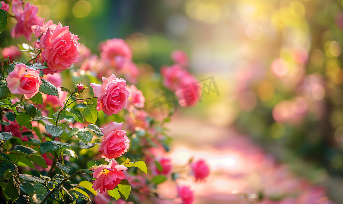 七夕自然风景花园洋玫瑰花圃摄影图图片