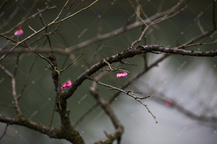 杭州植物园风景红梅树枝摄影图