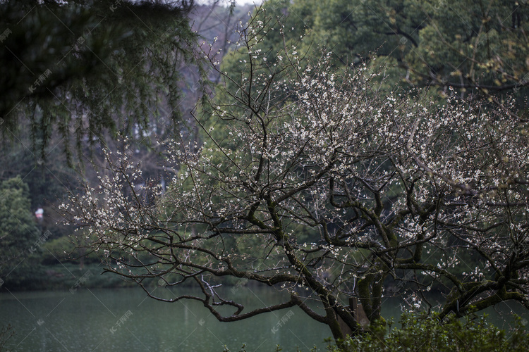 杭州植物园白梅树丛拍摄