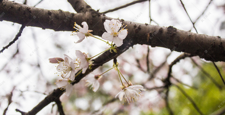 春天公园鲜花樱花自然风景摄影图