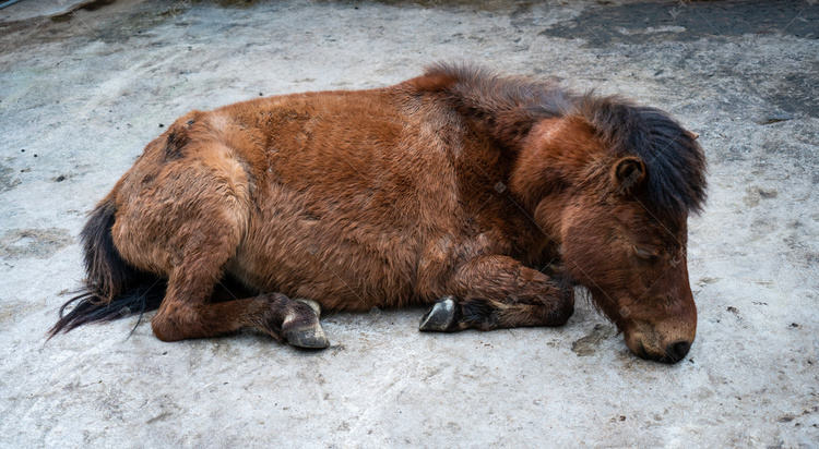 动物园小马躺在地上摄影图