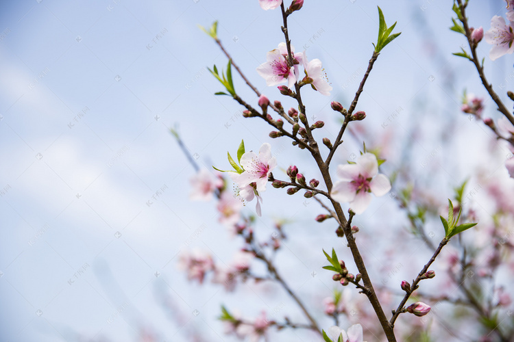 春天盛开花儿摄影图