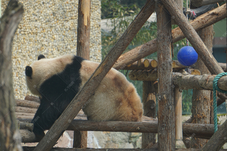 动物园国宝大熊猫摄影图