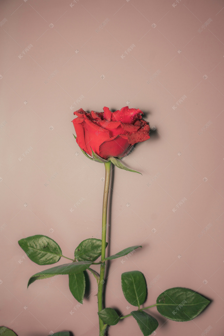 唯美玫瑰花商用摄影图