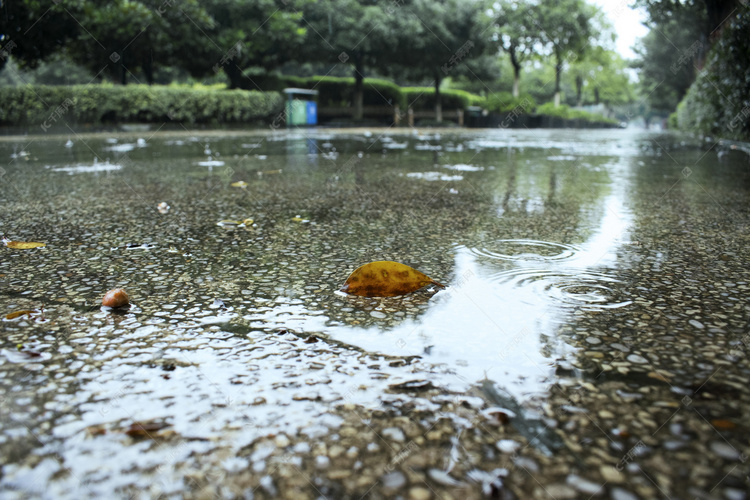 雨中路面落叶摄影图