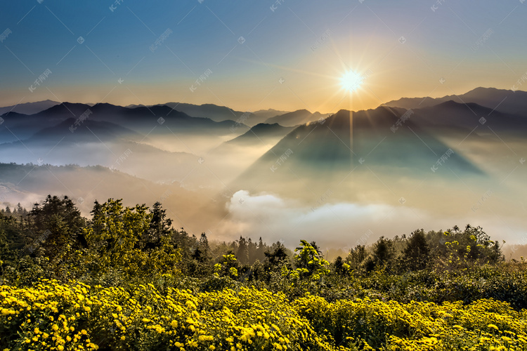 日出云海和菊花摄影图