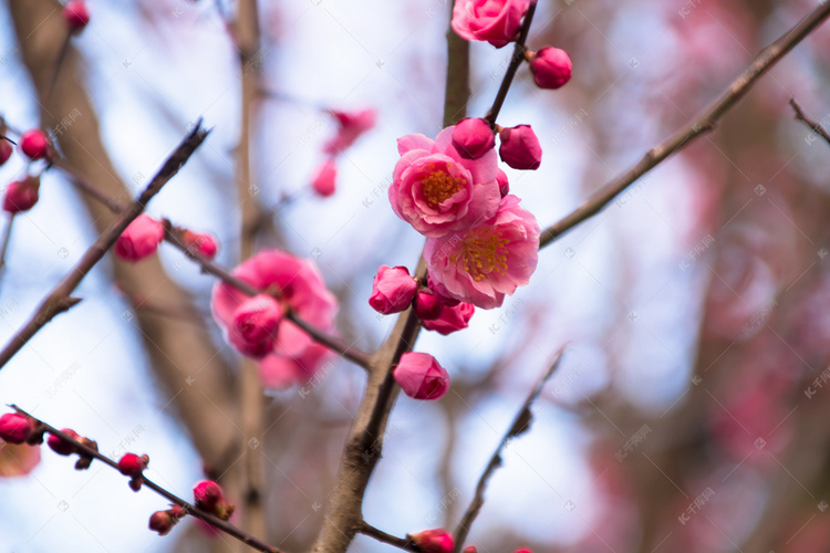 春季唯美粉色梅花自然风景摄影图