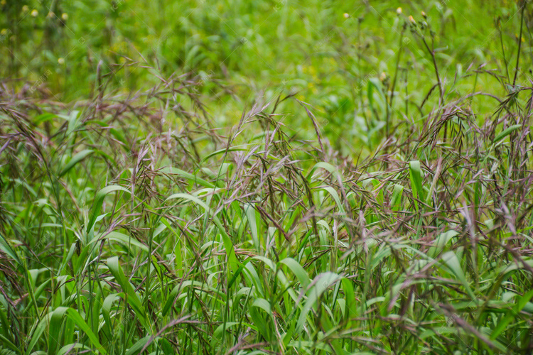 公园茂密生长野草地自然风景摄影