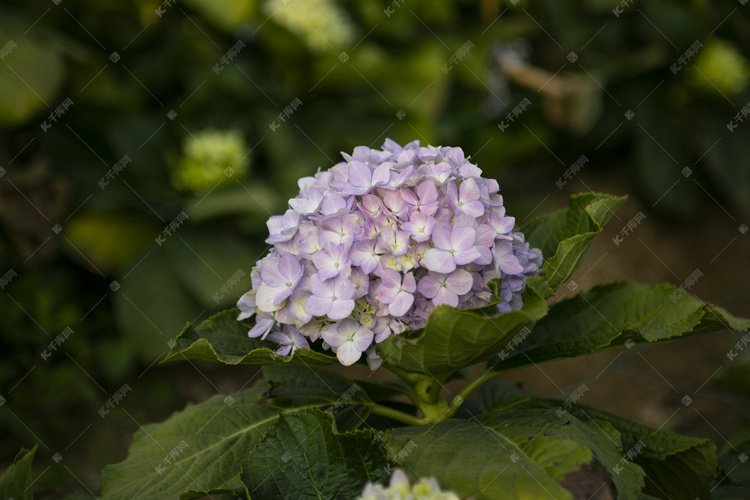 盛开绣球花紫阳花摄影图