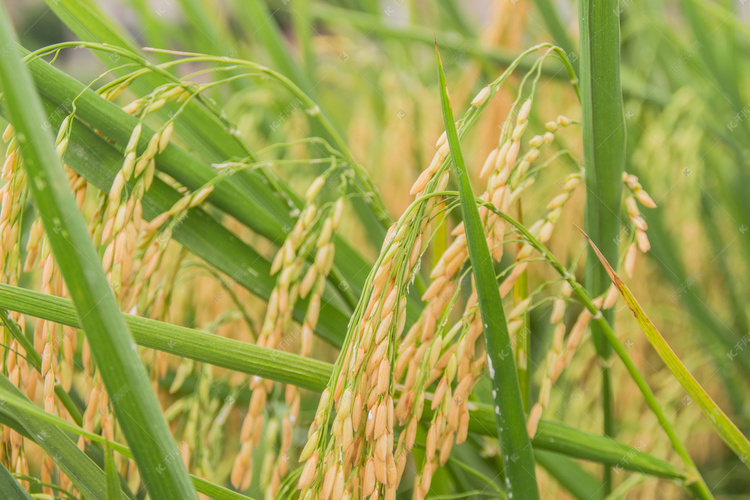 水稻摄影图