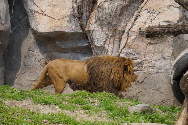动物园食肉动物狮子