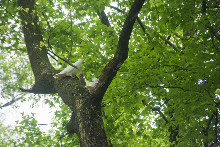 树上休息白色鸽子摄影图