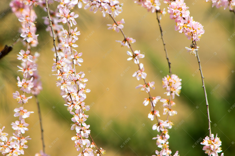 春季桃花花枝植物摄影图