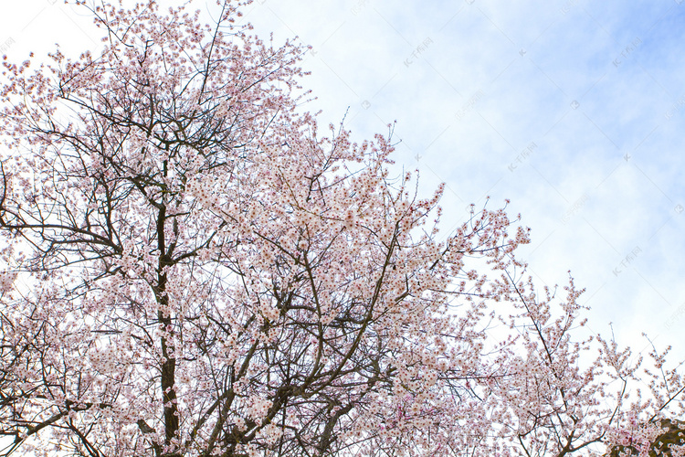 林芝桃花林摄影图