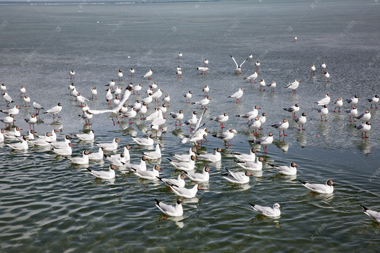 青海湖中鸟摄影图