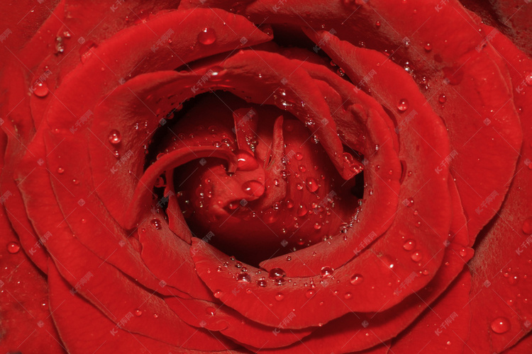 唯美的红色玫瑰花摄影图